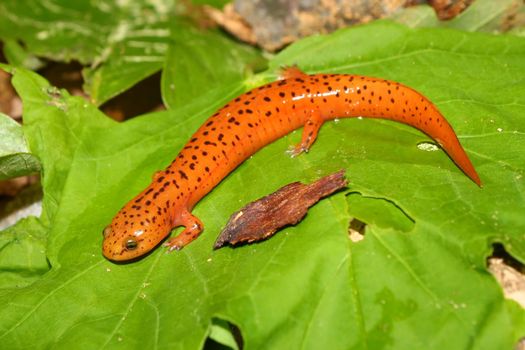 A Red Salamander (Pseudotriton ruber) at Monte Sano State Park - Alabama.
