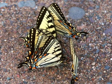 Tiger Swallowtails (Papilio glaucus) gathered in northern Wisconsin.