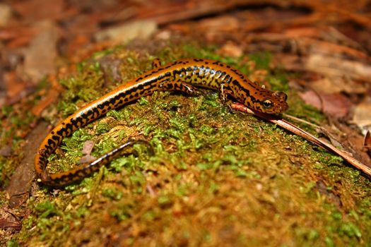Long-tailed Salamander (Eurycea longicauda) at Tishomingo State Park in Mississippi.
