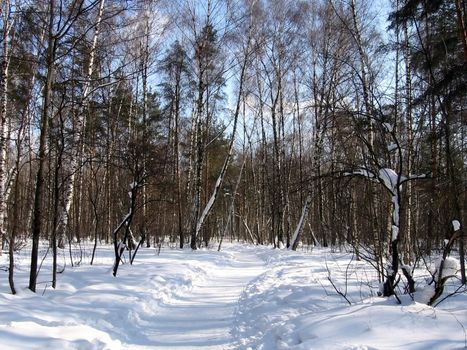 Winter forest on a background of blue sky