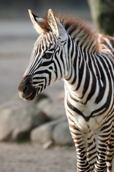 Young zebra. The zebra is standing in the sun and looking.