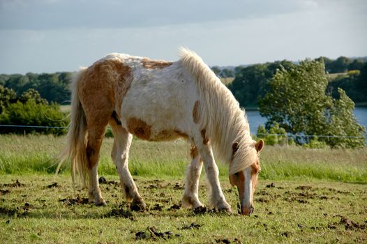 Horse is eating grass