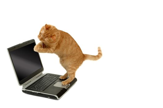 Extreamly happy cat is standing on a laptop