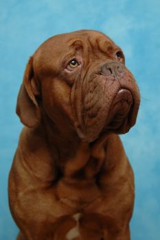 Dog on blue background. Taken in studio