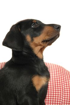 Sweet puppy posing in profile on white background.