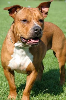 Dog posing in the sun.