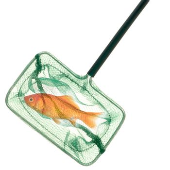 A goldfish in a fishingnet. Taken on a clean white background.