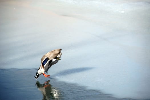 Duck is about to land