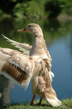 Duck getting ready to fly. 