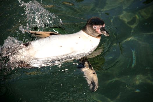 Penguin is swimming