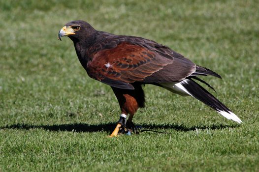 Falcon on green grass. 