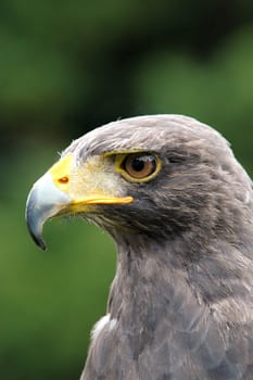 Falcon in profile