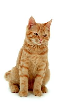 Kitten is posing on white background.