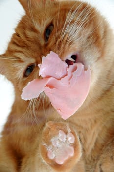 Cat is eating meat on a glass table.