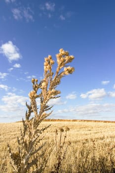 harvested wheat in a yellow field with a blue sky in the background