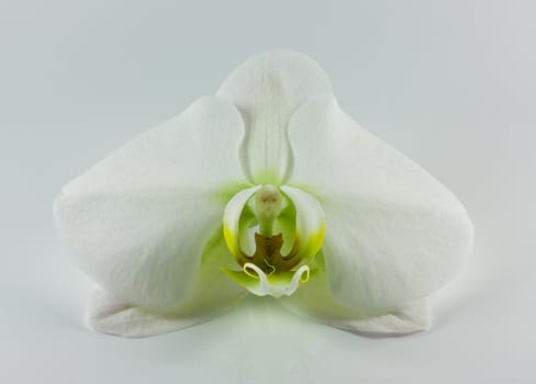 closeup of an isolated exotic white flower 
