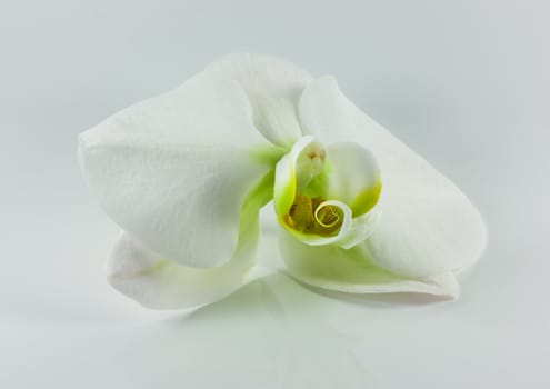 closeup of an isolated exotic white flower 
