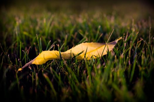 isolated yellow leaf on a green lawn

