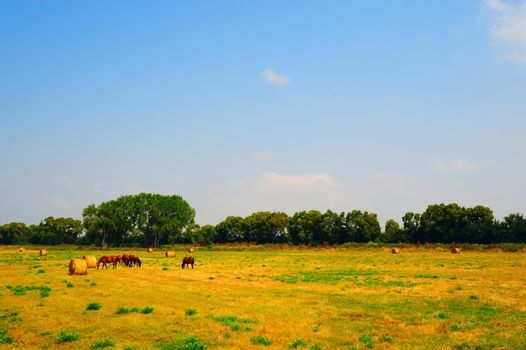 Landscape With Thoroughbred Horses In The Meadow, Italy