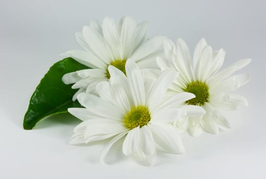 Three white flowers with green leaf
