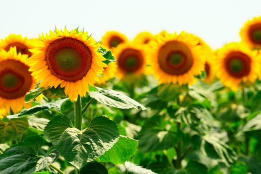 Close-up Of The Big Sunflower In a Field