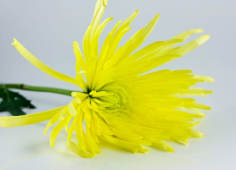 spiky yellow flower with a green leaf
