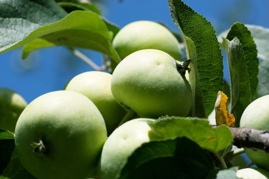 Close-up of green apples on a branch