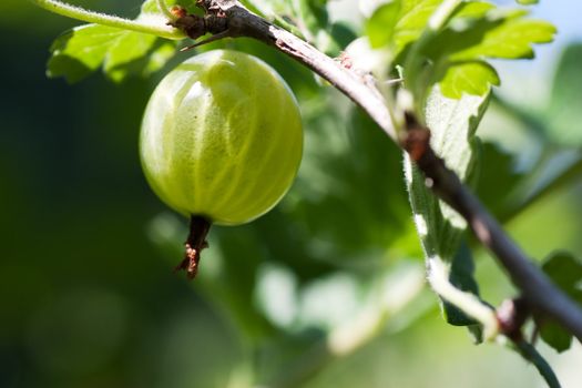 Gooseberry on the branch ripening in the summer sun