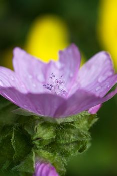 Macro view of tender petal of flower lighted by the rising sun 