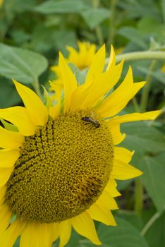 Bee on a sunflower in a sunny day