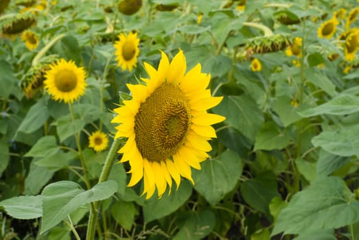 Field of sunflowers in a summer sunny day