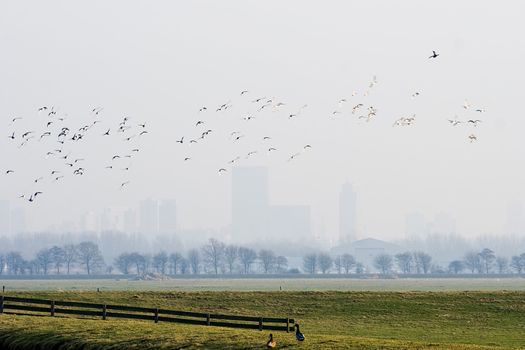 Dutch polder on misty winterday with city buildings in the background