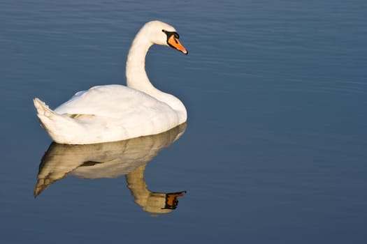 Swan with reflection on cold sunny winterday