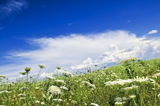 Summer meadow with wildflowers and blue sky