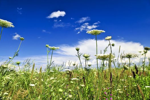 Summer meadow with wildflowers and blue sky