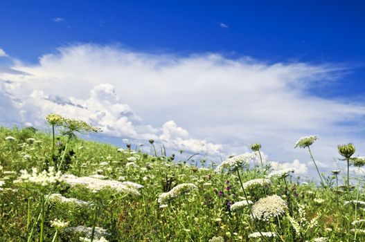 Summer meadow with wildflowers and blue sky