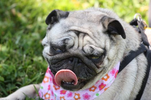 Pug outside in a park. 