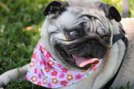 Pug outside in a park. 