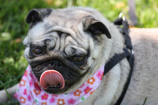 Pug outside in a park. 