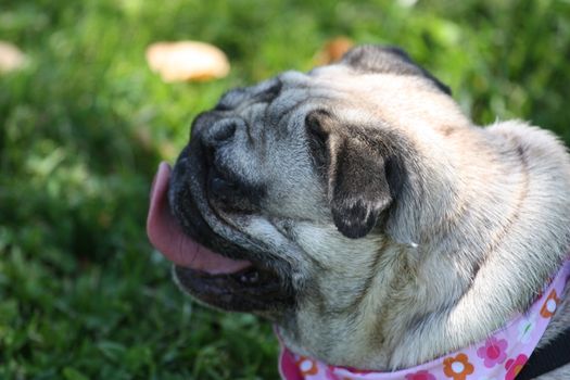Pug outside in a park. 