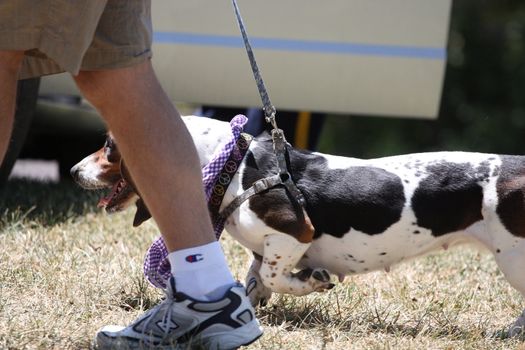 Close up of a Basset Hound.