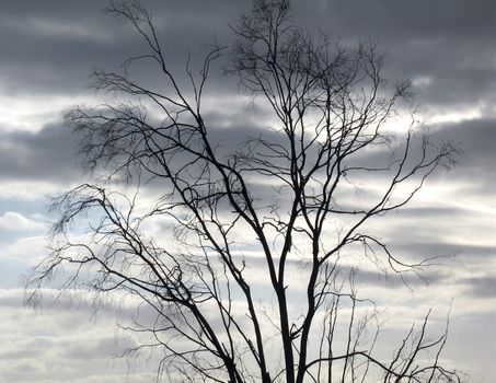 Tree in the background of a cloudy sky
