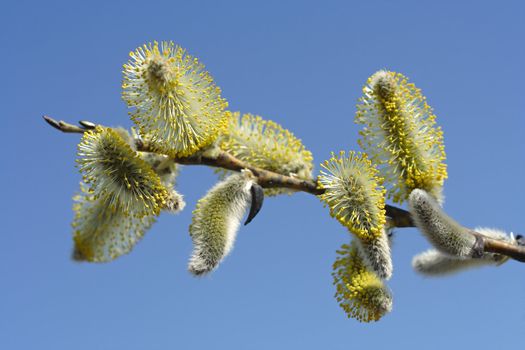 First hairy willow catkins in spring