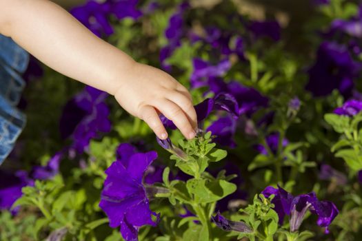 Toddler hand touching flowers