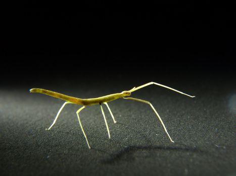 A Phasmatodea Stick Bug or Walking Stick isolated on black