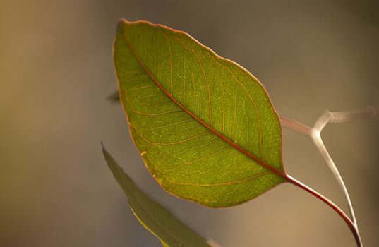 Green and red leaf