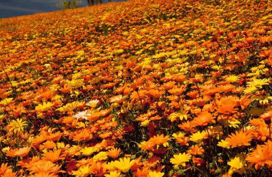 Flower field