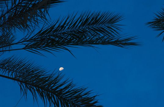 Moon through palm tree leaves