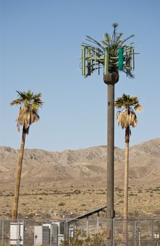 Cellular phone antenna towers disguised as a palm tree