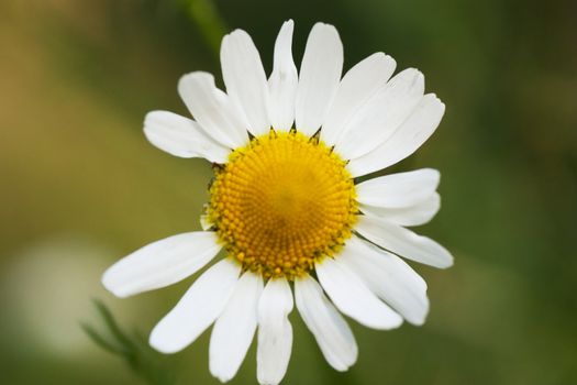 Camomile with one petal plucked off. Loves or not loves me (fortune-telling)